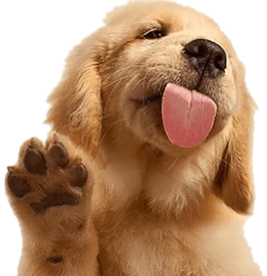 puppy licks screen